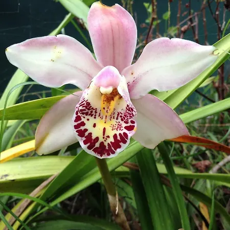 Quinta De Santana - Queimadas Фурнаш